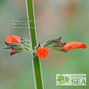 Salvia orthostachys