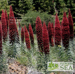 Echium wildpretii