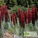 Echium wildpretii