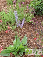 Salvia haematodes