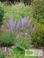 Salvia haematodes