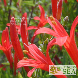 Anisacanthus wrightii 'Select Red'