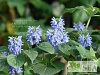 Salvia sp. from Smith College