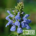 Salvia cuatrecasana x guaranitica 'Elk Magenta'