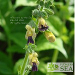 Salvia microphylla 'Heatwave Brilliance'