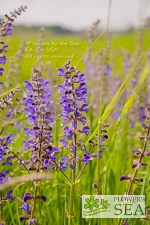 Salvia pratensis 'Indigo'