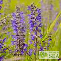 Salvia pratensis 'Indigo'