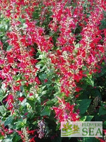 Salvia coccinea 'Lady in Red'