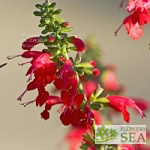 Salvia coccinea 'Lady in Red'