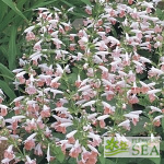 Salvia coccinea 'Summer Jewel Pink'