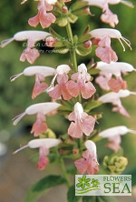 Salvia coccinea 'Summer Jewel Pink'