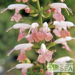 Salvia coccinea 'Summer Jewel Pink'