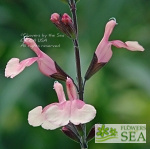 Salvia greggii 'Stormy Pink'