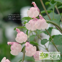 Salvia greggii 'Stormy Pink'