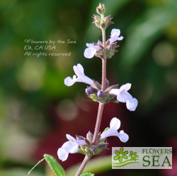 Salvia brandegeei x munzii 'Pacific Blue'