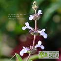 Salvia brandegeei x munzii 'Pacific Blue'