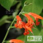 Salvia sp. SL411