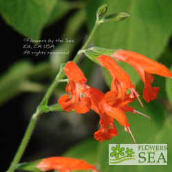 Salvia sp. SL411
