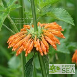 Leonotis nepetifolia
