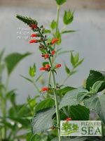 Salvia gachantivana