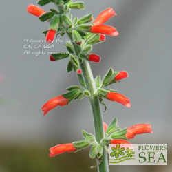 Salvia gachantivana