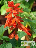 Salvia splendens 'Giant Form'