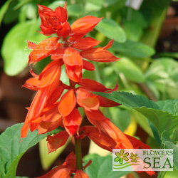 Salvia splendens 'Giant Form'