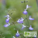 Salvia reptans 'Summer Skies'