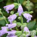 Salvia sp. from Yunnan