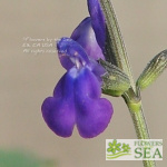 Salvia x 'Nuevo Leon'