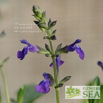 Salvia x 'Nuevo Leon'