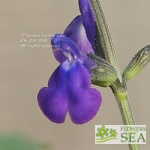 Salvia x 'Nuevo Leon'