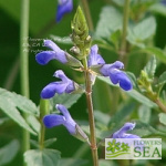 Salvia arizonica 'Deep Blue'