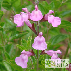 Salvia microphylla 'Heatwave Glitter'