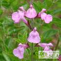 Salvia microphylla 'Heatwave Glitter'