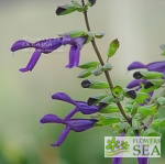 Salvia x 'Betsy's Choice'