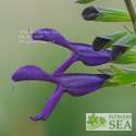 Salvia x 'Betsy's Choice'