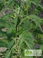 Salvia atrocyanea