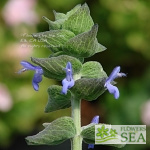 Salvia atrocyanea