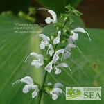 Salvia pratensis 'Swan Lake'