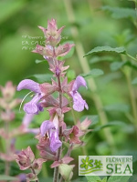 Salvia canariensis f. candidissimum