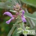 Salvia canariensis f. candidissimum