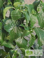 Salvia mexicana 'Lolly'