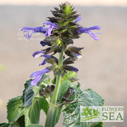 Salvia mexicana 'Lolly'