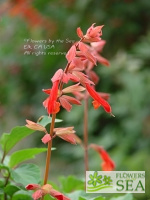 Salvia x 'Ember's Wish'