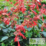 Salvia x 'Ember's Wish'