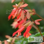 Salvia x 'Ember's Wish'