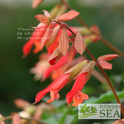 Salvia x 'Ember's Wish'