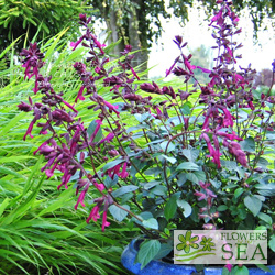 Salvia x 'Love and Wishes'