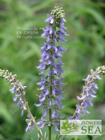 Salvia jurisicii